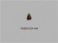 藏品(金龜138a)的圖片